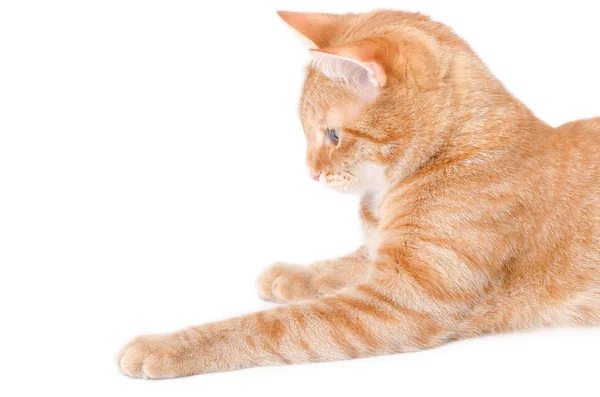 Izolované červená kočka — Stock fotografie