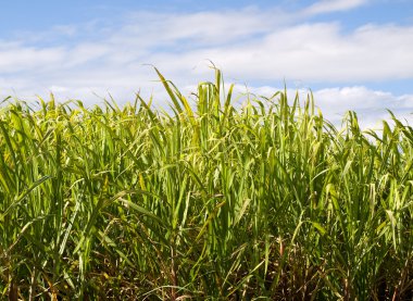 Sugar cane plantation closeup used in biofuel ethanol clipart