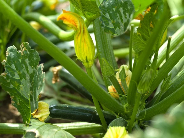 Männliche und weibliche Blüten von Bio-Zucchini — Stockfoto