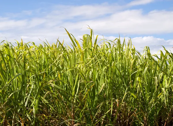 Sockerrör plantage närbild används i biobränsle etanol — Stockfoto