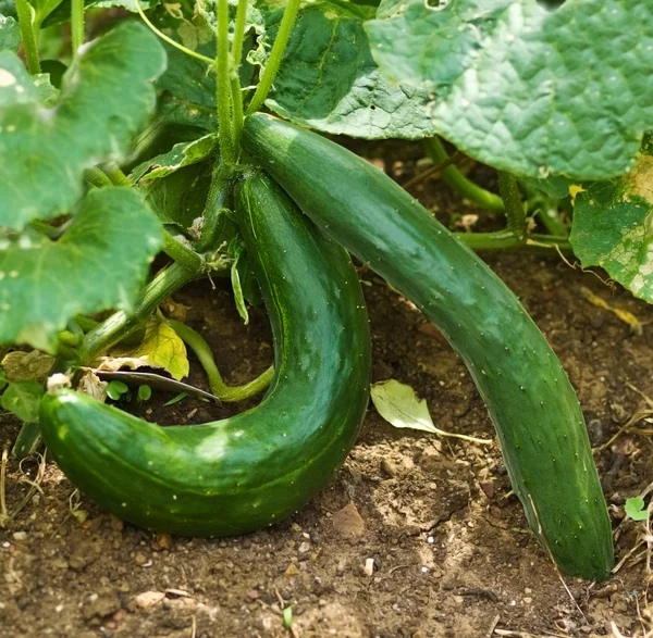 Healthy food organic cucumbers in garden — Stock Photo, Image