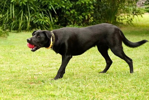 Siyah erkek Avustralyalı ırklarının köpek — Stok fotoğraf