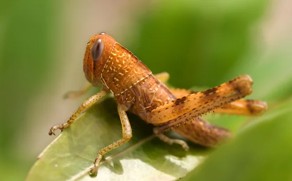 Brun gräshoppa insekt trädgård skadedjur — Stockfoto