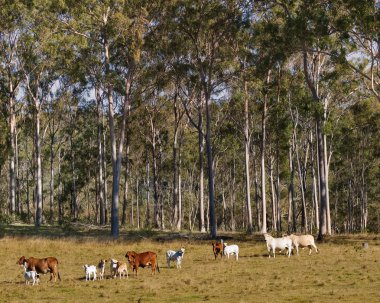 Avustralya kırsal sahne sakız ağaçları ve inekler