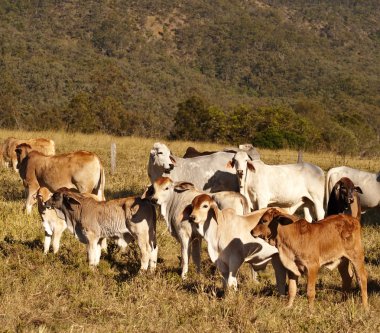 Australian beef cattle Brahman heifers clipart