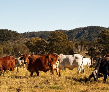 Horned Cow in Cattle Country Australia clipart
