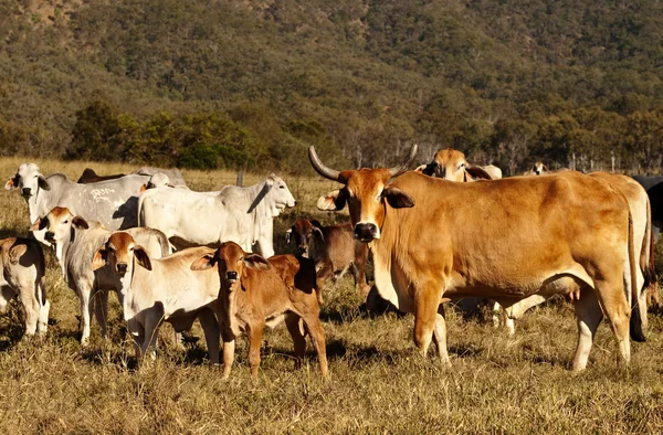 stock image Beef Cattle Cow with Horns