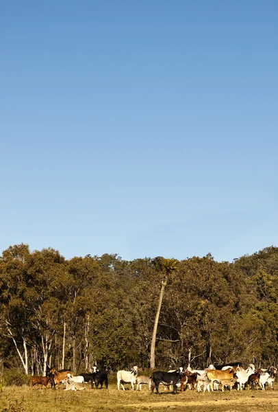 Говяжий скот с голубым небом — стоковое фото
