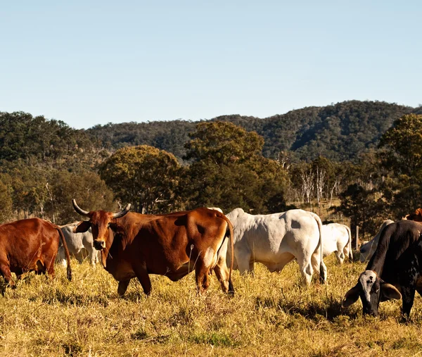 Vaca con cuernos en el ganado País Australia — Foto de Stock
