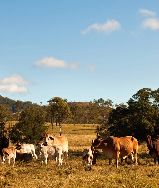 Australische runderen — Stockfoto