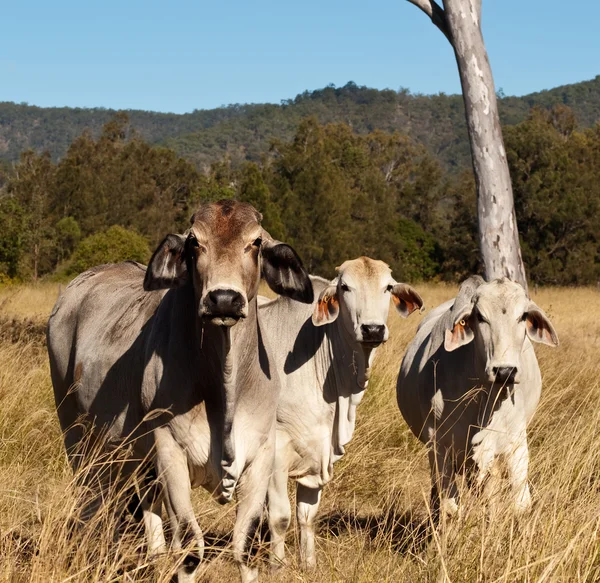 Indústria de carne australiana brahman cattle — Fotografia de Stock