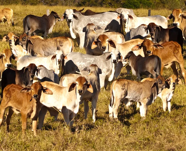 Un sacco di vitelli e vitelli — Foto Stock