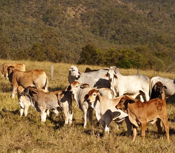 Australian beef cattle Brahman heifers — Stock Photo, Image