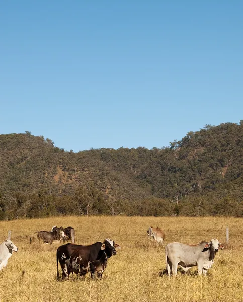Vaches australiennes et vue du ciel portrait — Photo