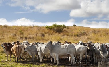 Herd of brahman beef cattle cows clipart