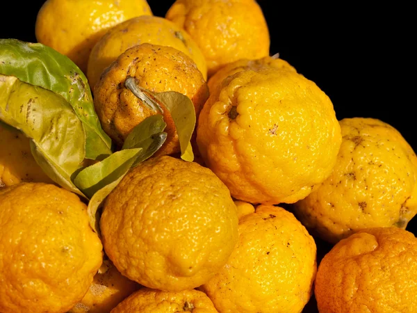 Citrons sauvages de brousse — Photo