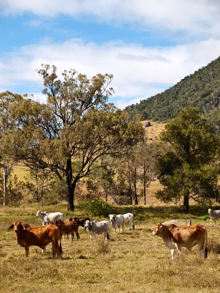 Rural Scene Beef Cattle — Stock Photo, Image