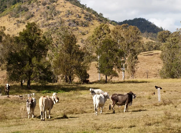 Escena rural australiana ganado vacuno — Foto de Stock