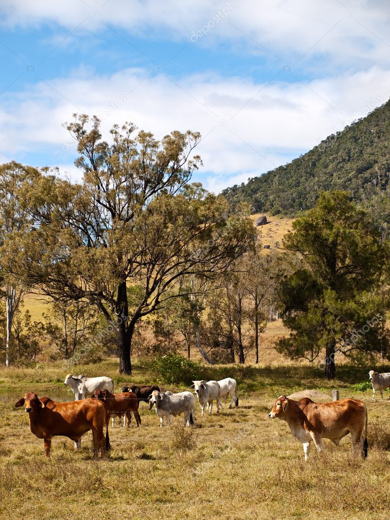 Rural Scene Beef Cattle