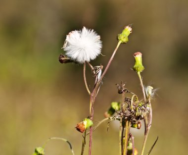 sowthistle sonchus oleraceus çiçek ve tohum kafa