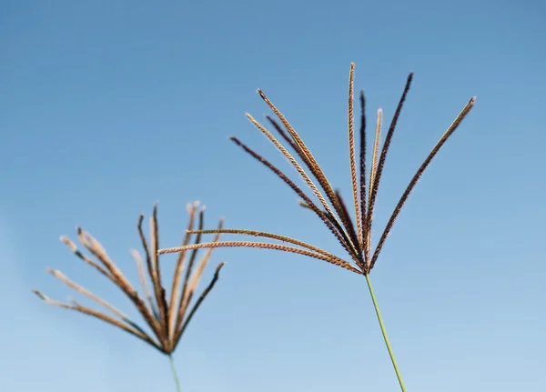 Semen hlava Rhodos trávy chloris gayana — Stock fotografie
