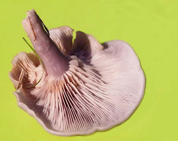 Cogumelo liso rosa fresco — Fotografia de Stock