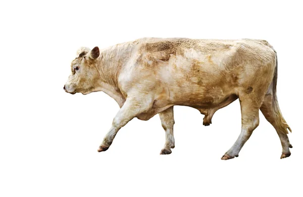 Изолированный говяжий скот — стоковое фото