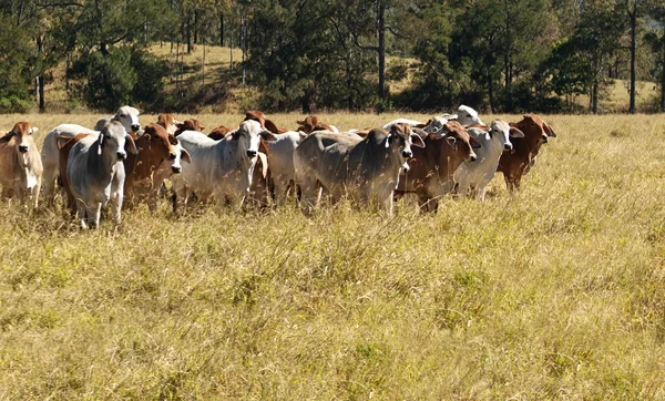 Industria Primaria Australiana Agricultura Ganado vacuno —  Fotos de Stock