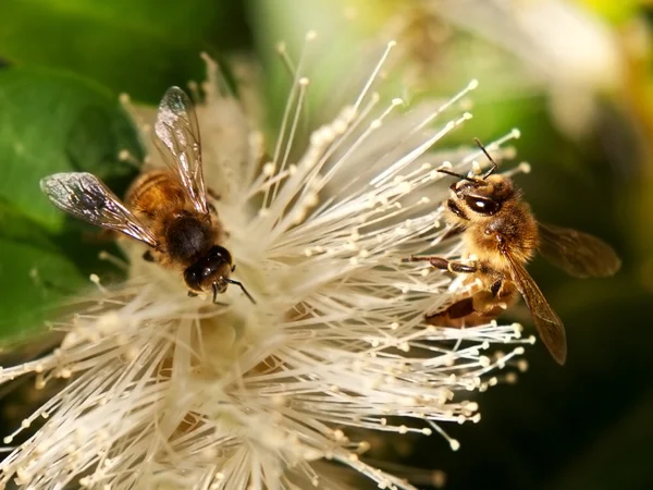 Spring bee Worker Bees Collect Nectar — Stock Photo, Image
