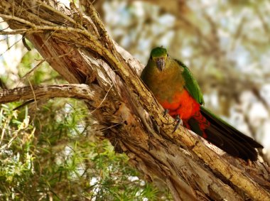 Spring Young Immature Australian King Parrot clipart