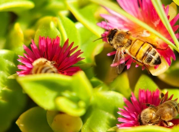 Springtime Bees on Pink Spring Flowers — Stock Photo, Image