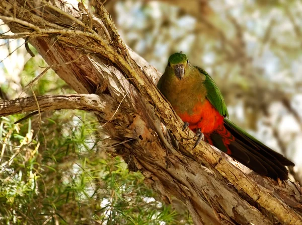 Kevät nuori kypsymätön Australian kuningas papukaija — kuvapankkivalokuva