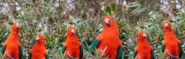 Red headed Australian male king parrots clipart