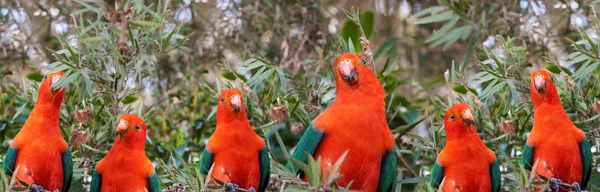 Czerwony czele australijski król mężczyzna papugi — Zdjęcie stockowe