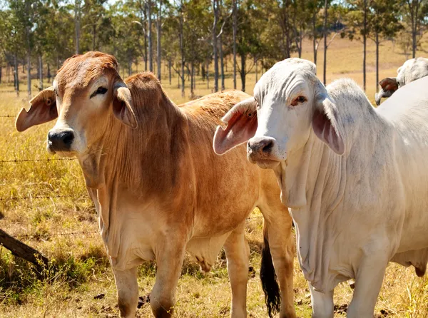 Αυστραλιανό βόειο κρέας βοοειδών βιομηχανία κόκκινο και γκρι brahman αγελάδες — Φωτογραφία Αρχείου
