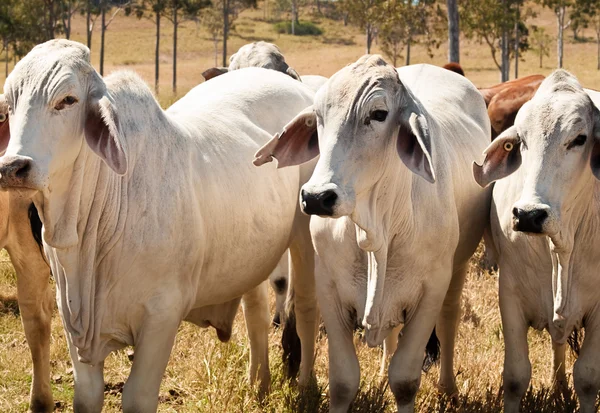 Τρεις γκρι brahman αγελάδες του βοείου κρέατος Εικόνα Αρχείου
