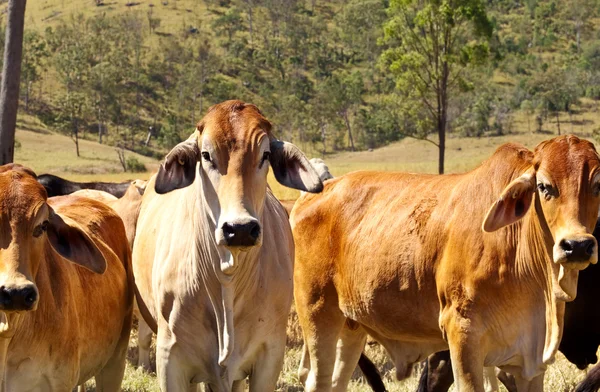 Αυστραλιανό βόειο κρέας - βοοειδή της χώρας Royalty Free Φωτογραφίες Αρχείου