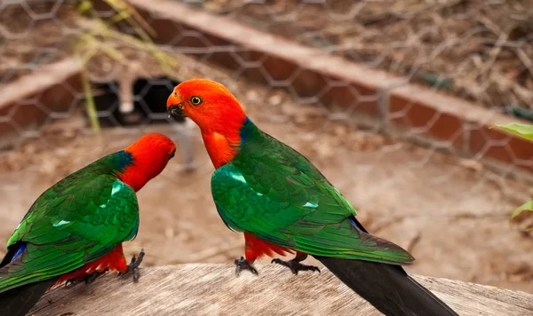 オーストラリアの王 alisterus に向かっている赤い鳥をオウムします。 — ストック写真
