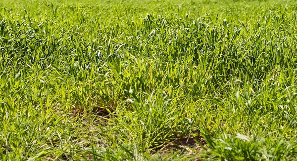 春の時間の長い春の緑豊かな明るい緑葉草の背景 — ストック写真