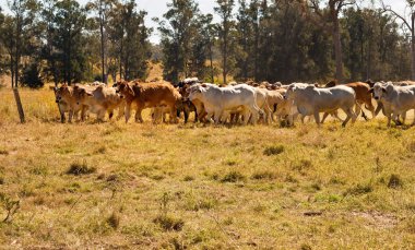 Herd of Brahman beef cattle moving across paddock clipart