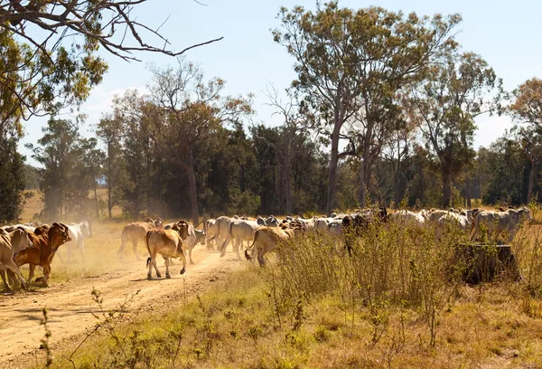 Brahman vacas cruzando empoeirado estrada de cascalho rural Queensland — Fotografia de Stock
