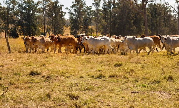 Herd of Brahman beef cattle moving across paddock — Stock Photo, Image