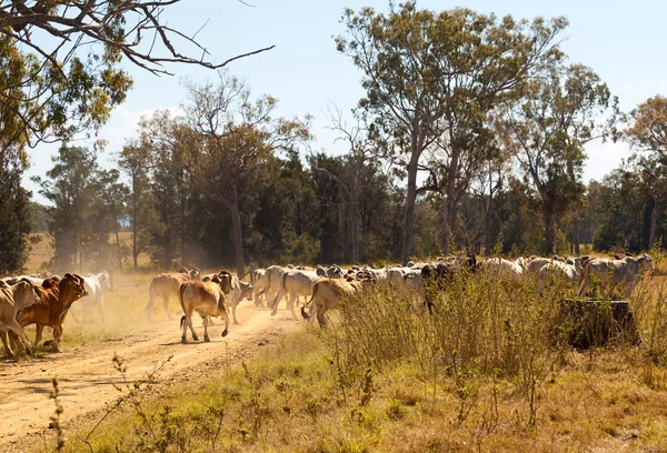 Brahman vacas cruzando empoeirado estrada de cascalho rural Queensland Fotografias De Stock Royalty-Free