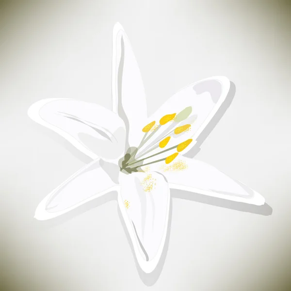 Weiße Lilie auf grauem Hintergrund — Stockvektor