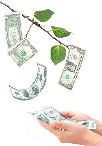 Pieniądze, które rośnie na drzewie — Zdjęcie stockowe