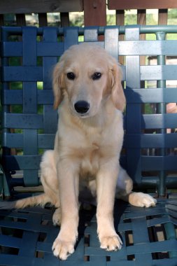 Young Golden Sitting On Chair Outdoors clipart