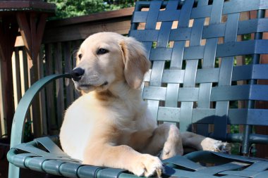 Relaxing Golden Puppy clipart