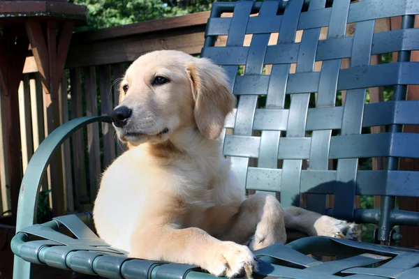 リラックスできるゴールデン子犬 — ストック写真