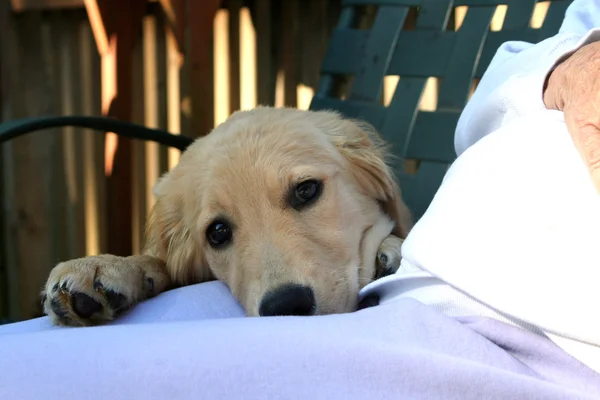 愛情のゴールデン ・ リトリーバーの子犬 — ストック写真