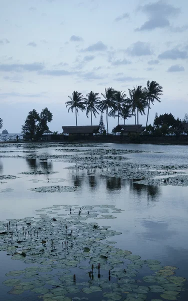 Lotus gölet bali Endonezya